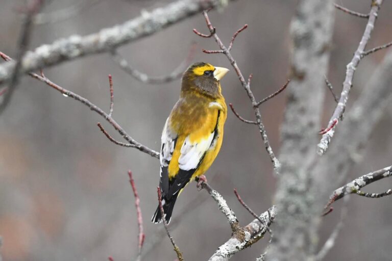 Female birds can’t reproduce without male sex hormones, study finds Male and female chickens lacking the androgen receptor showed clear differences in various aspects compared to their normal counterparts. These aspects were hormone-dependent. Surprisingly, certain male traits, for example the length of tail feathers and of spurs, remained unaffected by the genetic modification