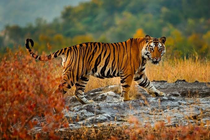 Similipal Tribals Allege Sacred Groves Destroyed, Turned into Tiger Zeenat’s Enclosure