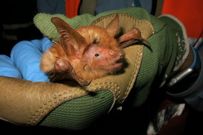 New Bat Species Discovered by Global Research Team: A Breakthrough for Biodiversity Science